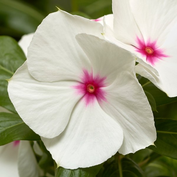 Polka Dot Cora XDR Vinca