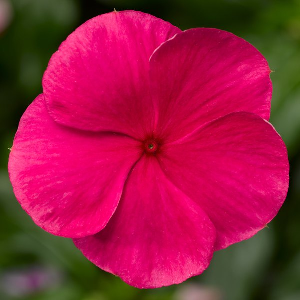 Punch Cora XDR Vinca