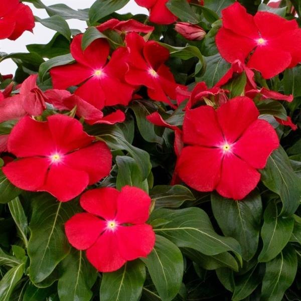 Red Glow Cora XDR Vinca