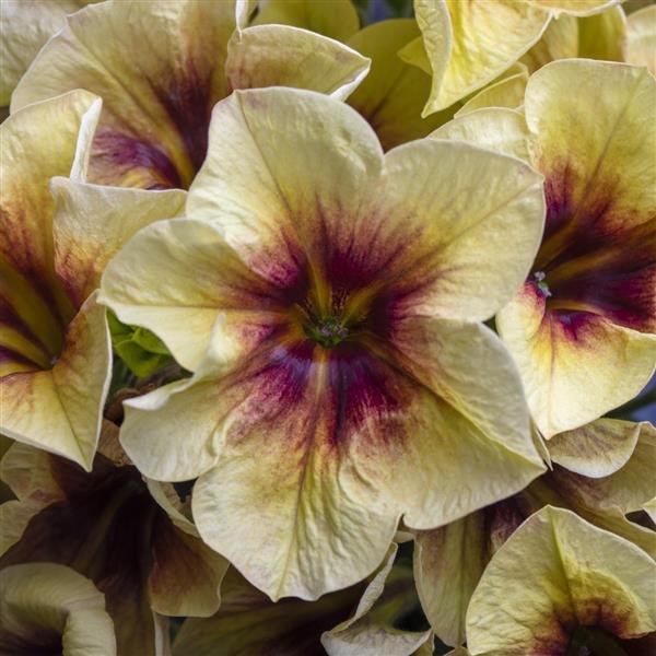 Crazytunia Petunias