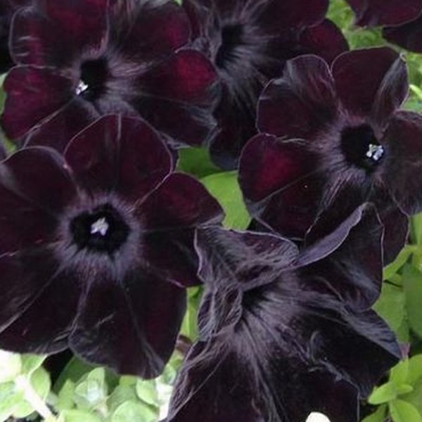 Crazytunia Petunias