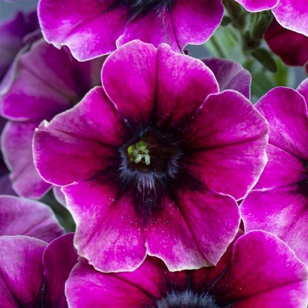 Blackberry Syrup Crazytunia Petunias