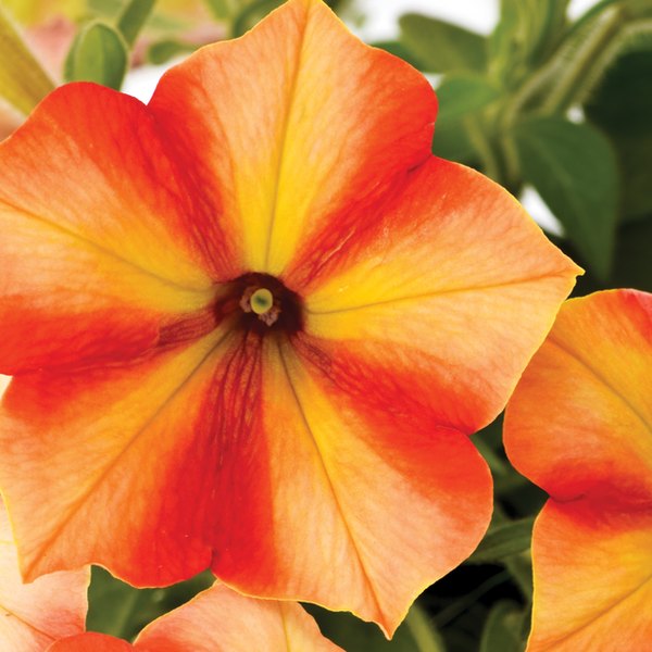 Citrus Hill Crazytunia Petunias