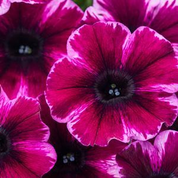 Cosmic Purple Crazytunia Petunias
