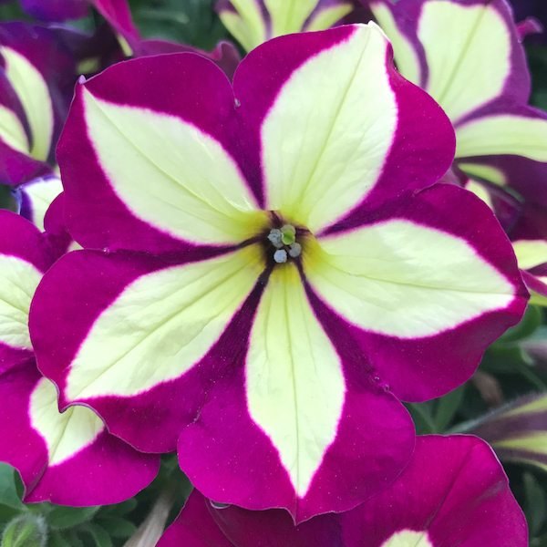 Frisky Purple Crazytunia Petunias