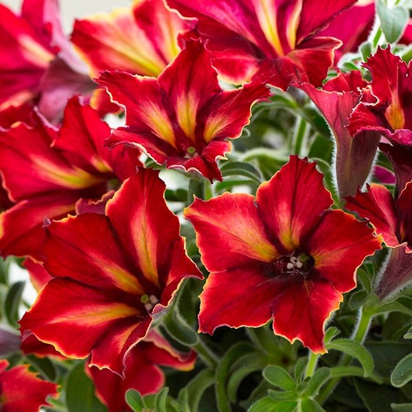 Mandeville Crazytunia Petunias
