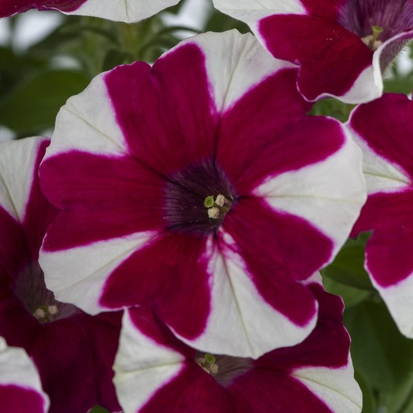 Mulberry Street Crazytunia Petunias