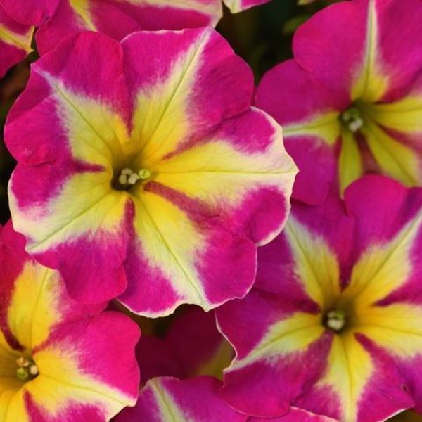 Pink Flamingo Crazytunia Petunias