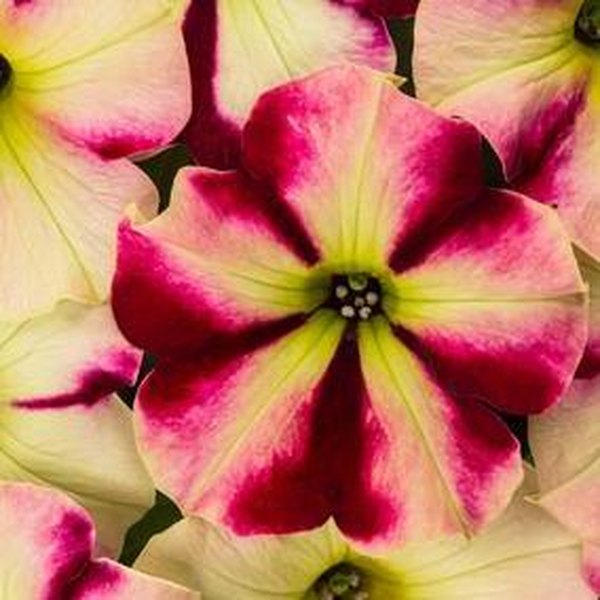 Raspberry Lemonade Crazytunia Petunias