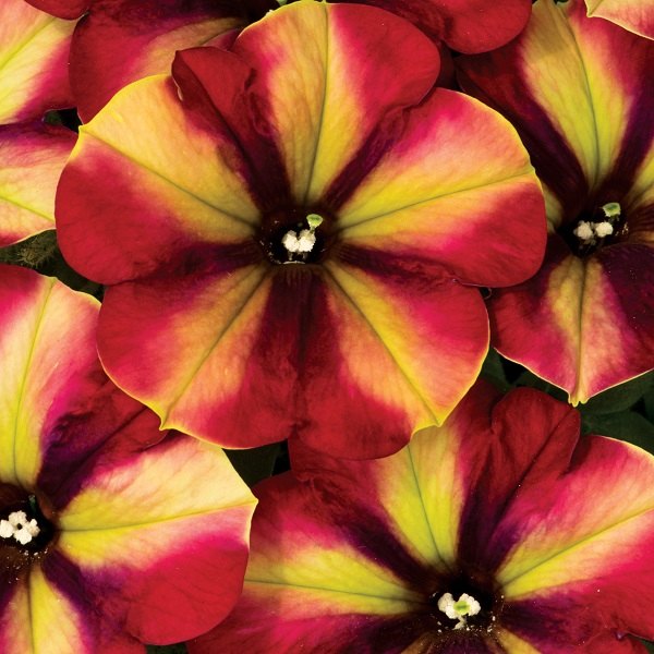 Razzmatazz Crazytunia Petunias