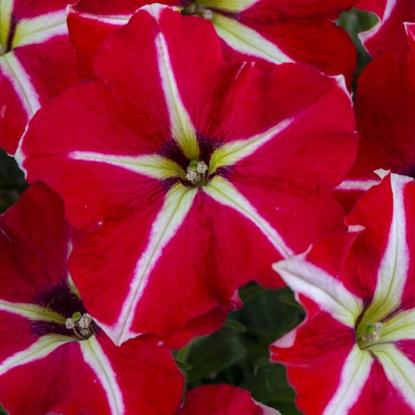 Skookum Star Crazytunia Petunias