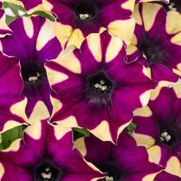 Spider Girl Crazytunia Petunias