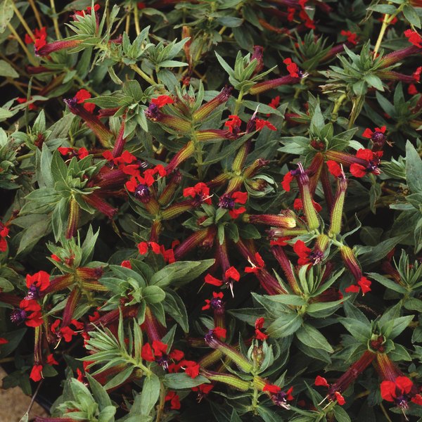 Firecracker Cuphea