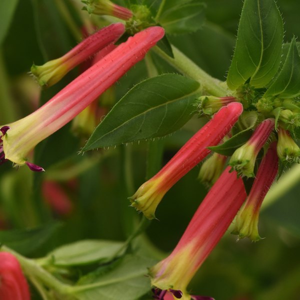Honeybells Cuphea