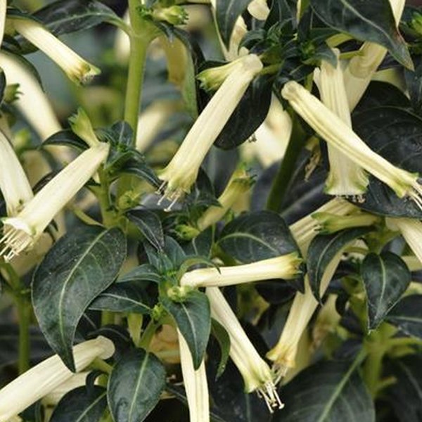 Sugarbells Cuphea