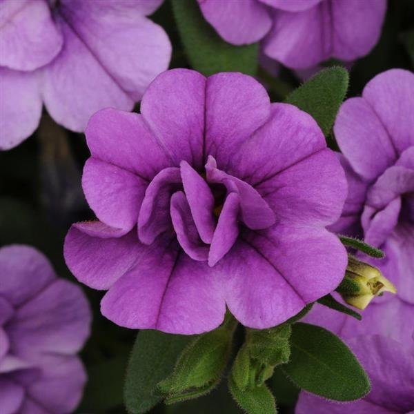 Double Calibrachoa