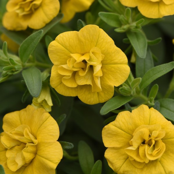 Deep Yellow Double Calibrachoa