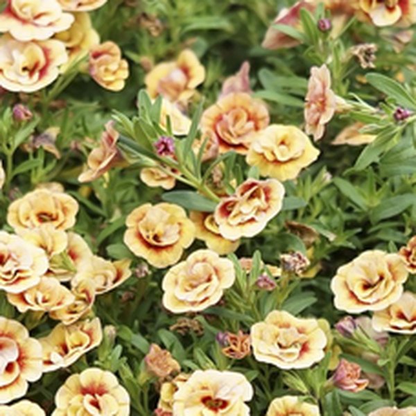Orangetastic Double Calibrachoa