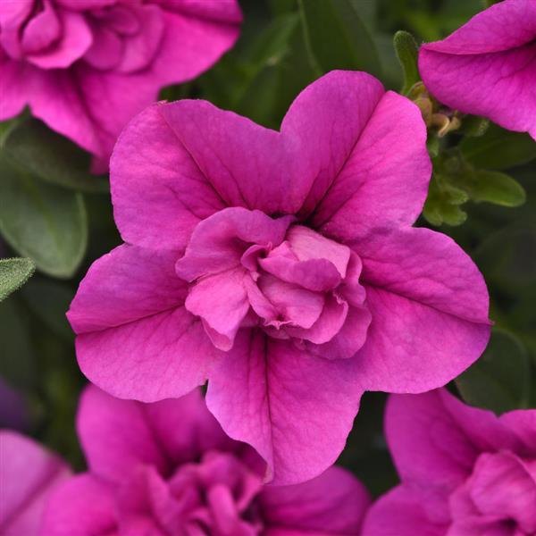 Pink Double Calibrachoa