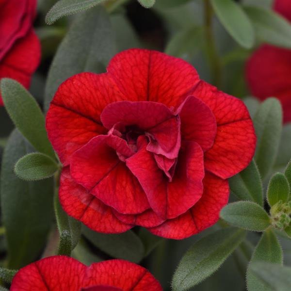 Red Double Calibrachoa