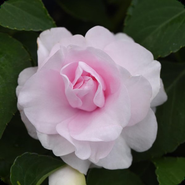 Double Glimmer Impatiens
