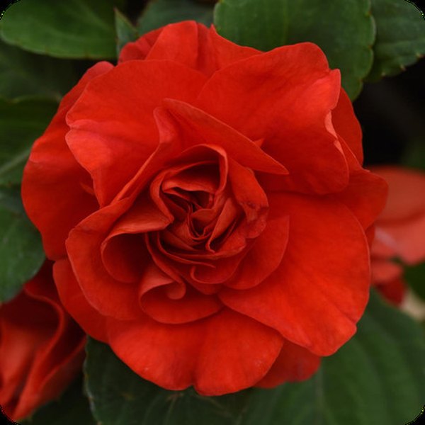 Double Glimmer Impatiens