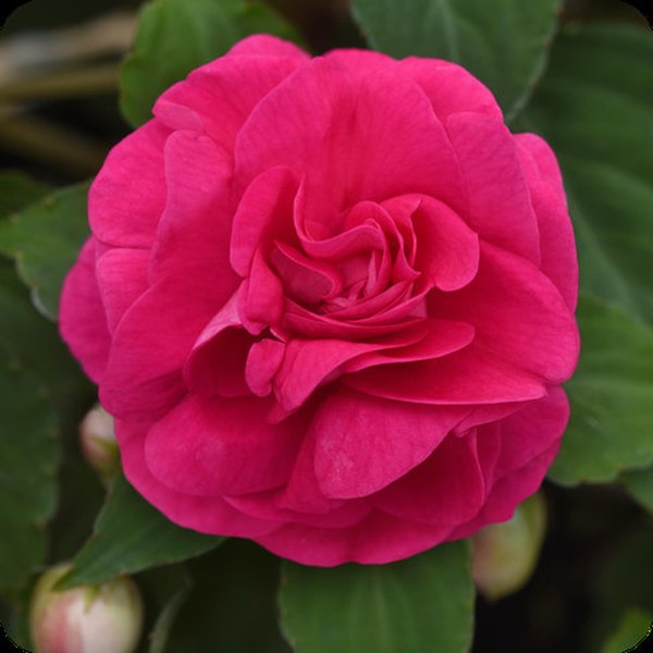 Hot Pink Double Glimmer Impatiens