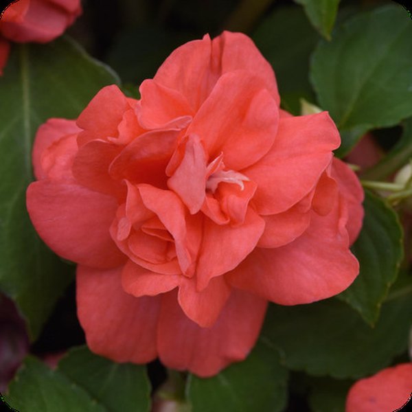 Salmon Double Glimmer Impatiens