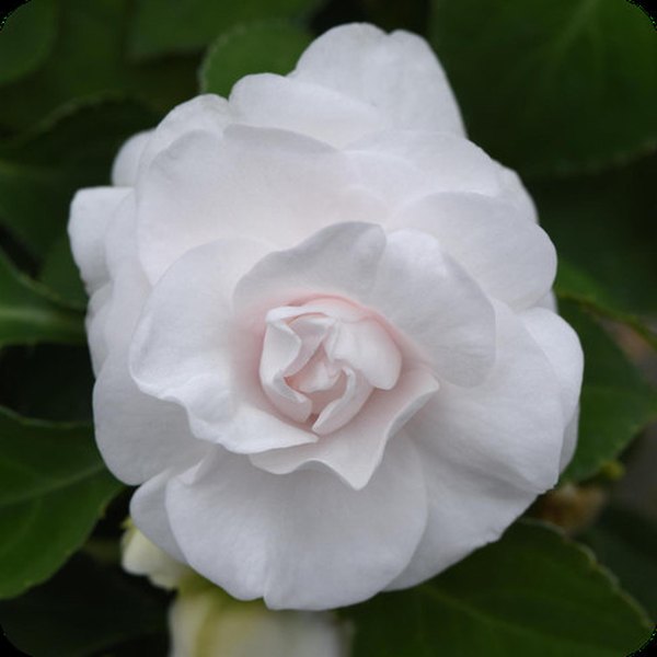 White Double Glimmer Impatiens