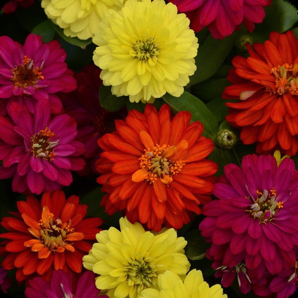 Double Zahara Zinnia