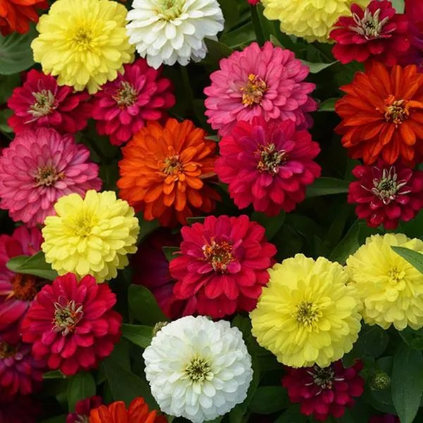 Mix Double Zahara Zinnia