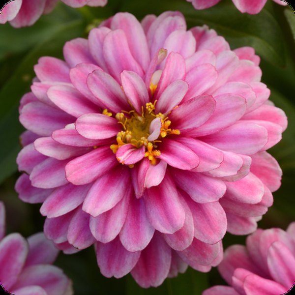 Raspberry Ripple Double Zahara Zinnia
