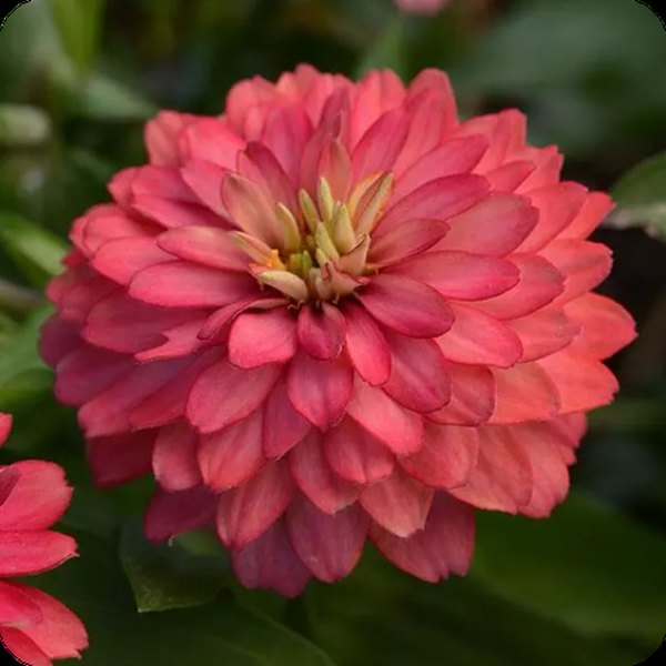Salmon Double Zahara Zinnia