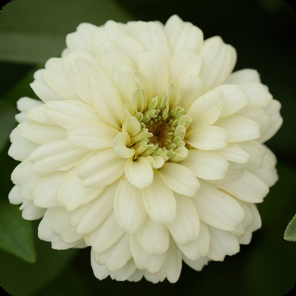 White Double Zahara Zinnia
