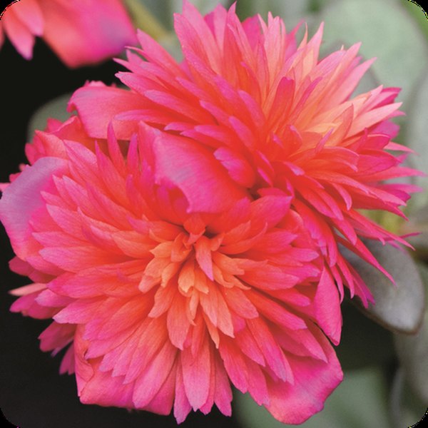Magenta Doubles Purslane