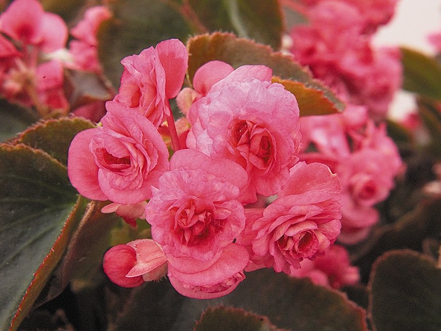 Doublet Begonia