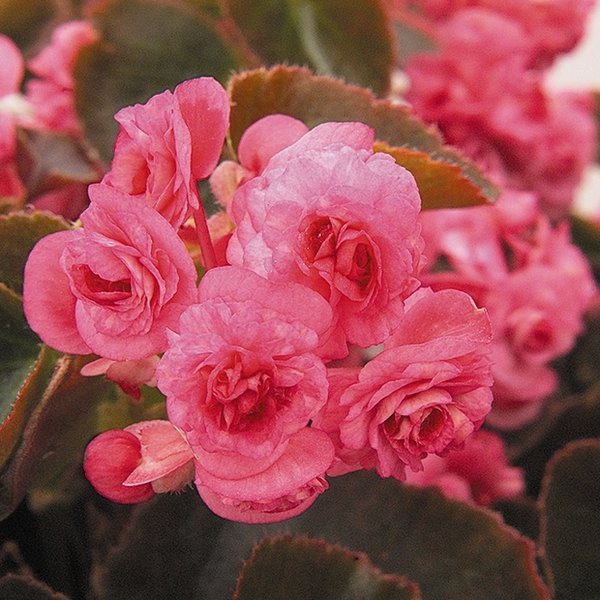 Rose Doublet Begonia