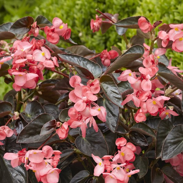 Pink Bronze Leaf DragonWing Begonia