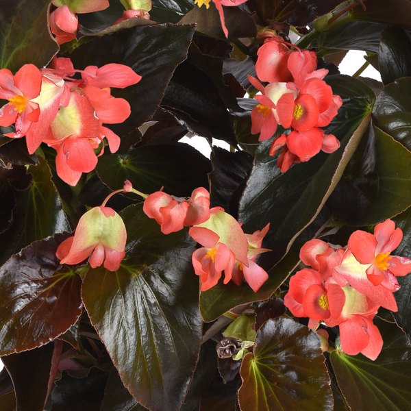 Red Bronze Leaf DragonWing Begonia