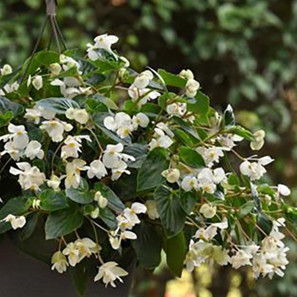 White Green Leaf DragonWing Begonia