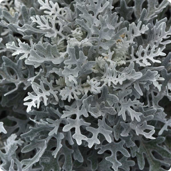 Dusty Miller