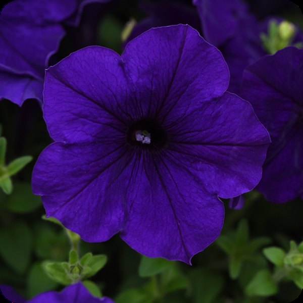Blue Easy Wave Petunias