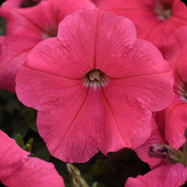 Petunias: E3 Easy Wave and Easy Wave