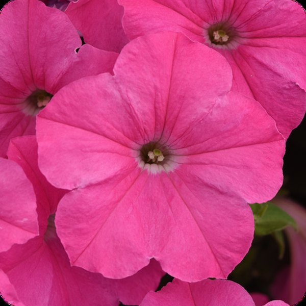 Petunias: E3 Easy Wave and Easy Wave