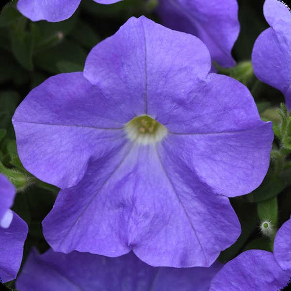 Sky Blue E3 Easy Wave Petunias