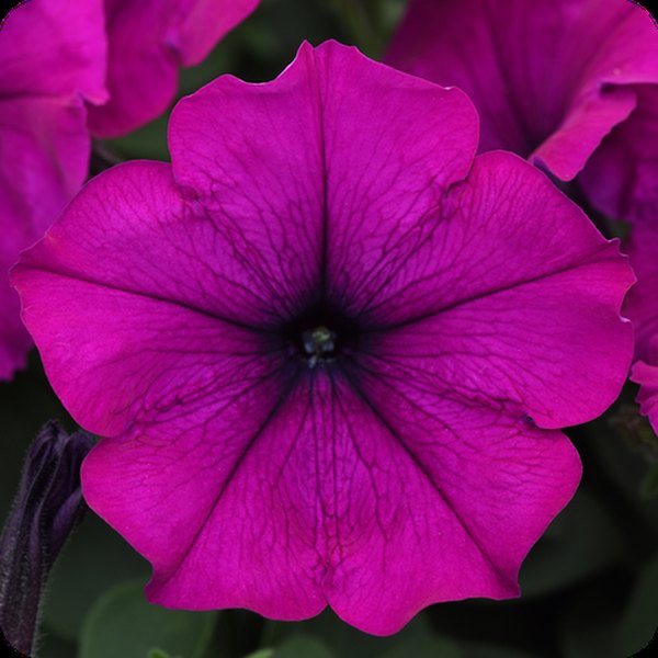 Violet Easy Wave Petunias