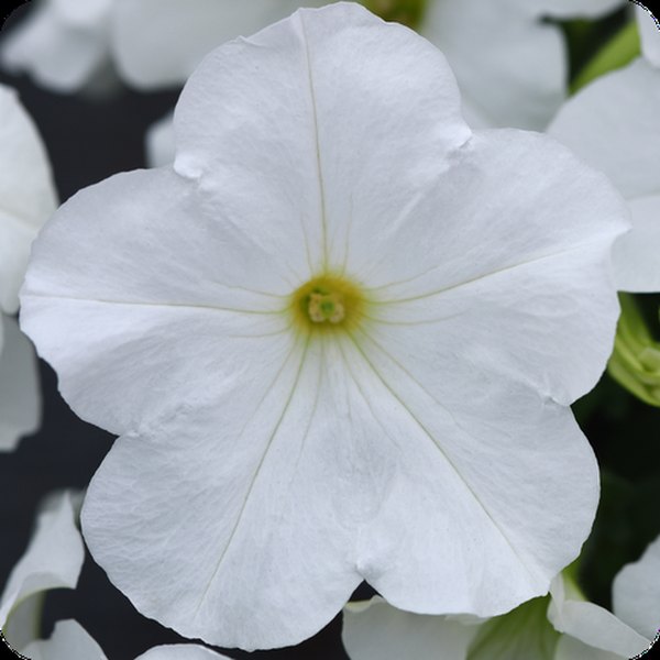 White E3 Easy Wave Petunias