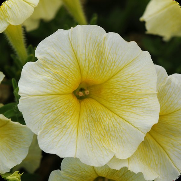 Yellow E3 Easy Wave Petunias