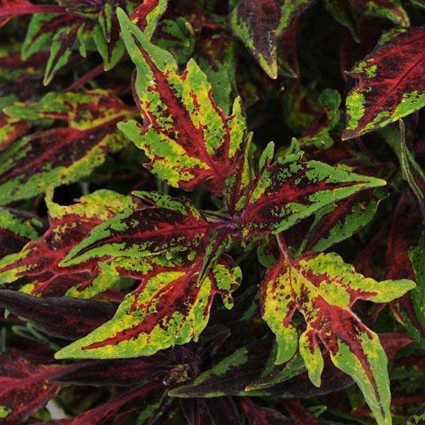 Chili Pepper FlameThrower Coleus