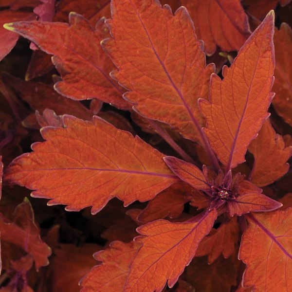 Habanero FlameThrower Coleus